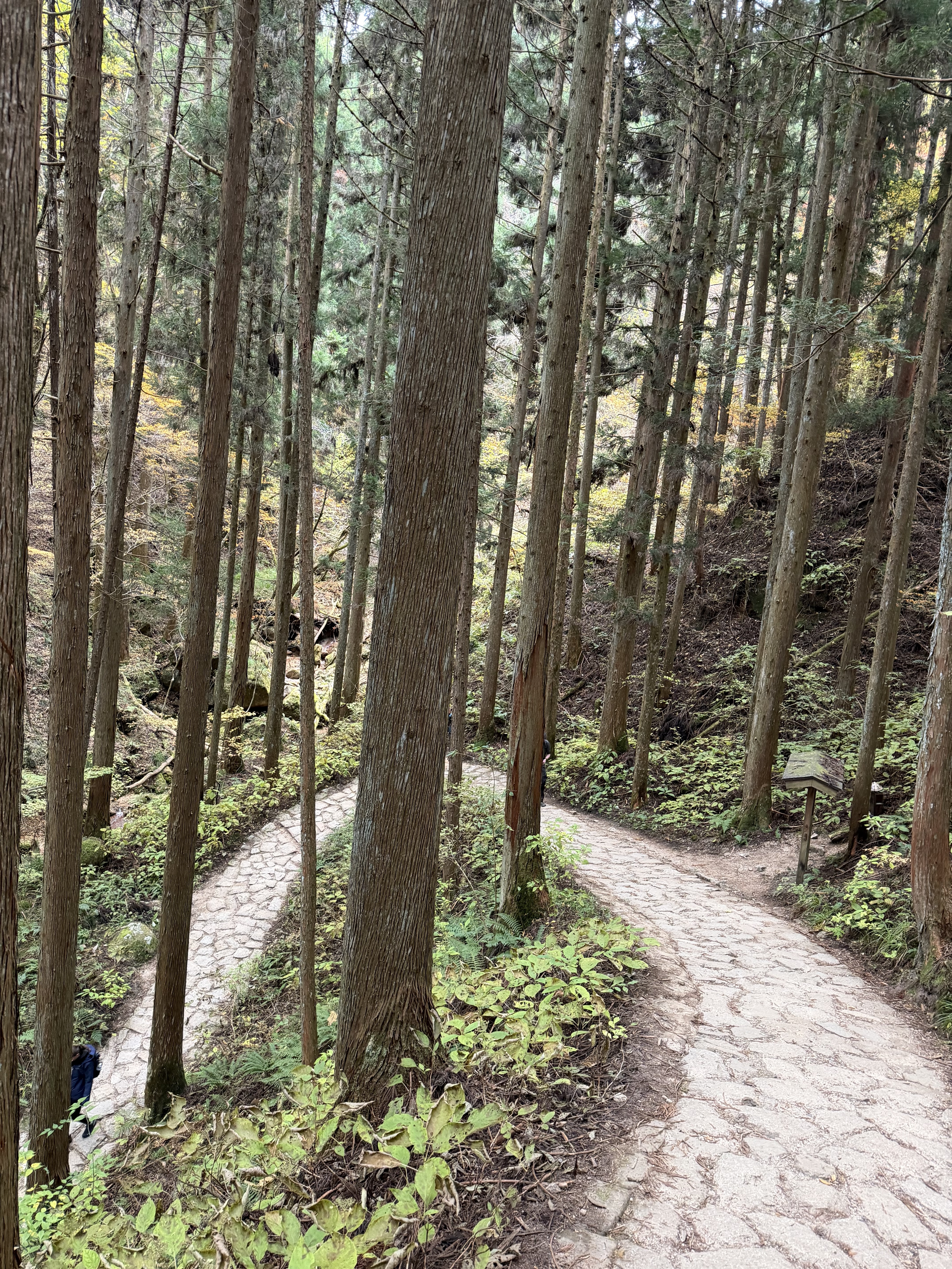 Nakasendo: terraces and mountains in the distance